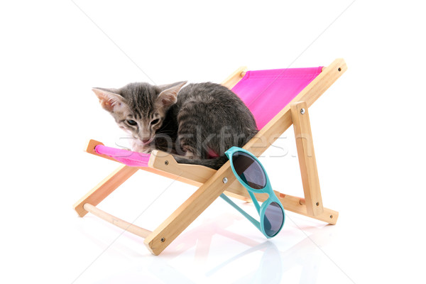 Siamese tabby kitten on beach chair Stock photo © ivonnewierink