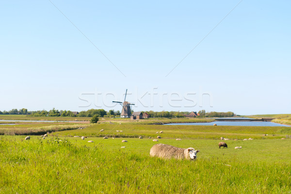 Dutch wadden island Texel  Stock photo © ivonnewierink