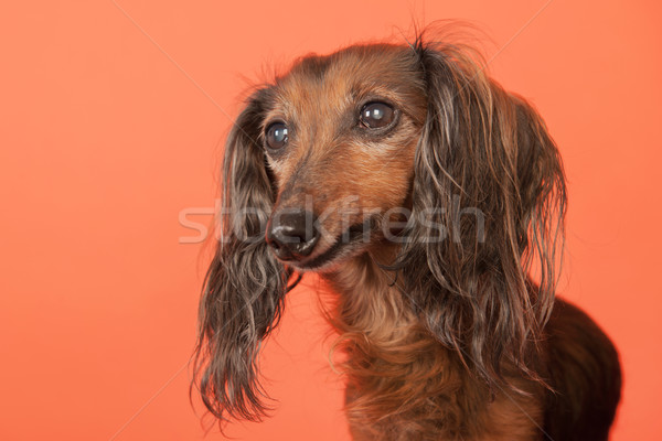 Tacskó narancs hosszú hajú portré állat díszállat Stock fotó © ivonnewierink