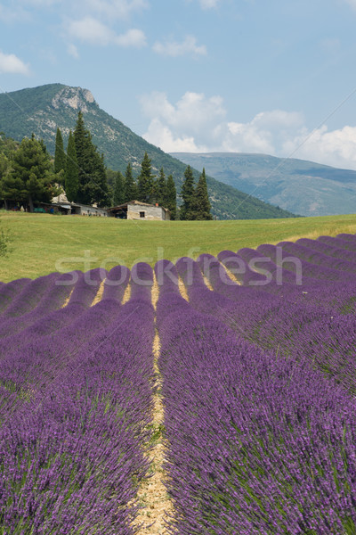 Landscape in the French Drome Stock photo © ivonnewierink