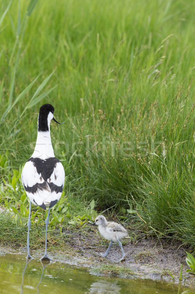Pied Avocets with baby chick Stock photo © ivonnewierink