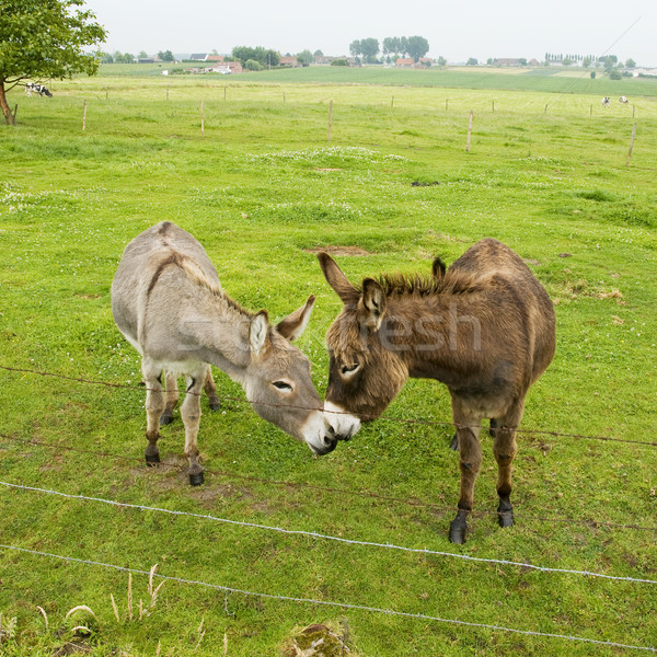 Beijando dois grama escuro alimentação cerca Foto stock © ivonnewierink