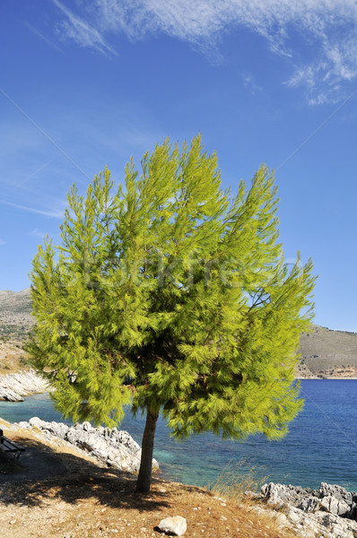 Tree at the coast Stock photo © ivonnewierink