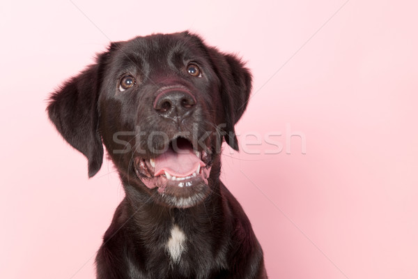 Black cross breed dog Stock photo © ivonnewierink