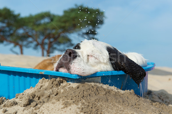 cooling down for dog Stock photo © ivonnewierink