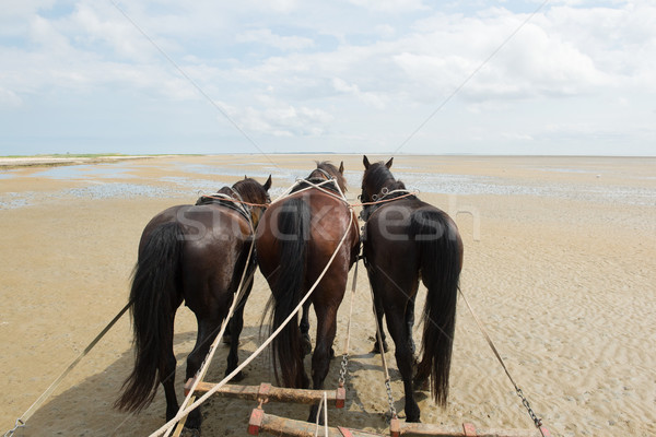 Horses with tilt car at the coast Stock photo © ivonnewierink