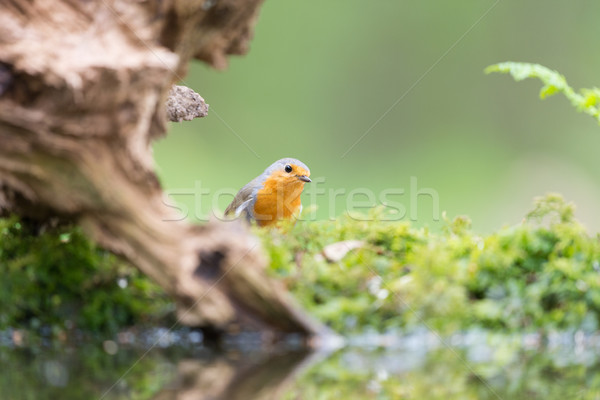 European Robin in tree Stock photo © ivonnewierink