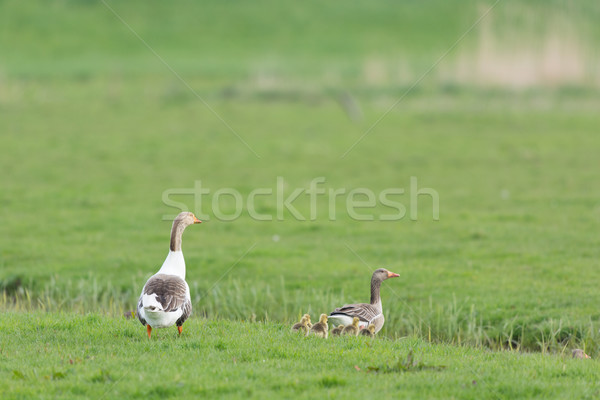 Gooses with goslings Stock photo © ivonnewierink