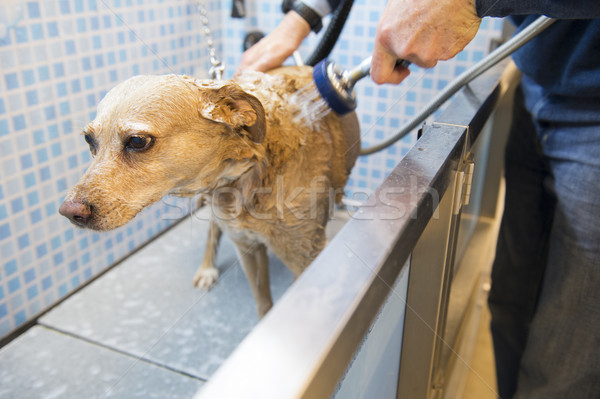 Mosás kutya kutyus férfi takarítás tiszta Stock fotó © ivonnewierink
