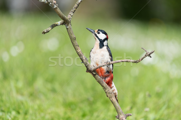 Female great spotted woodpecker Stock photo © ivonnewierink