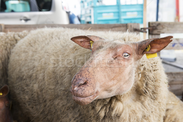 French race sheep Stock photo © ivonnewierink