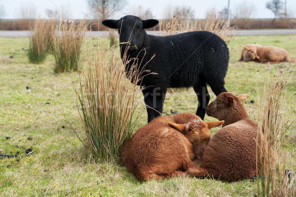 Black and brown sheep Stock photo © ivonnewierink