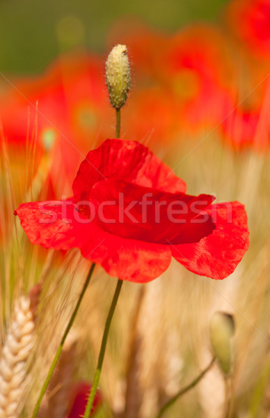 紅色 罌粟 糧食 領域 花卉 農業 商業照片 © ivonnewierink