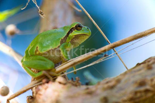 Tree frog Hyla arborea Stock photo © ivonnewierink