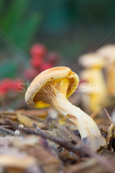 formerly Armillaria ostoyae Stock photo © ivonnewierink