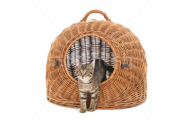 Piccolo gattino viaggio basket strisce grande Foto d'archivio © ivonnewierink