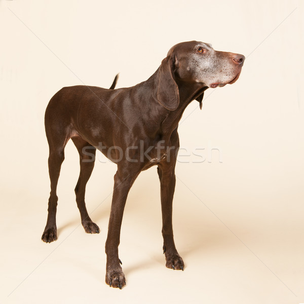 German shorthaired pointer Stock photo © ivonnewierink