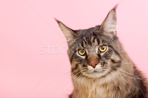 Maine coon cat on pastel pink Stock photo © ivonnewierink