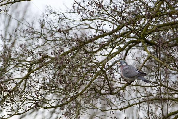 Common Wood Pigeon in alder tree Stock photo © ivonnewierink