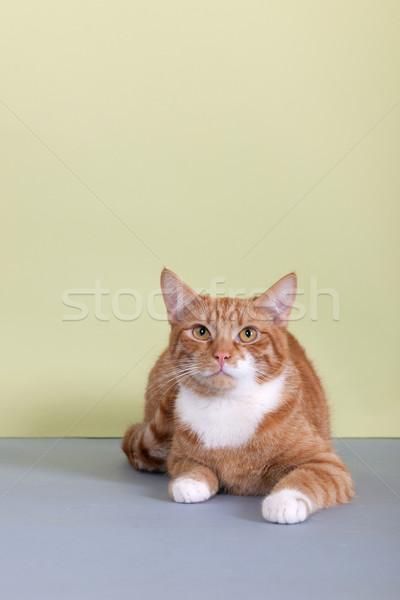 red tabby cat on green background Stock photo © ivonnewierink