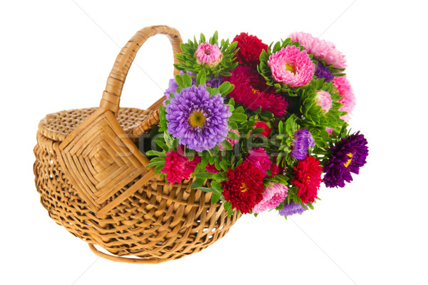 Bouquet New England Asters in basket Stock photo © ivonnewierink