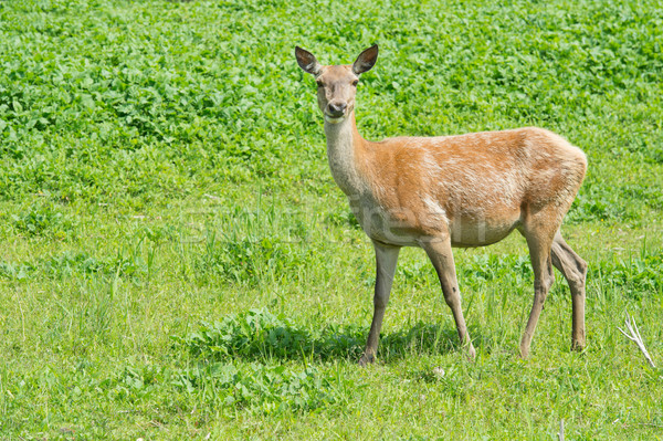 Female deer in nature Stock photo © ivonnewierink
