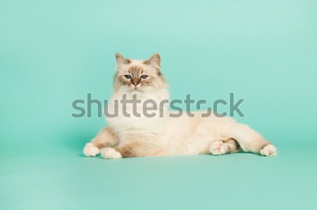 Birman cat Stock photo © ivonnewierink