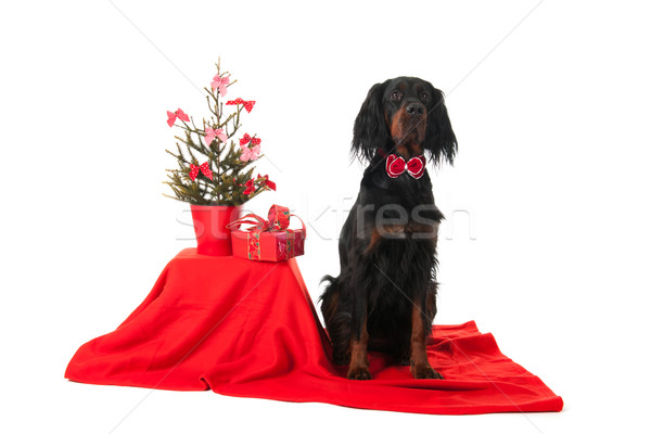 Gordon Setter as Christmas dog Stock photo © ivonnewierink
