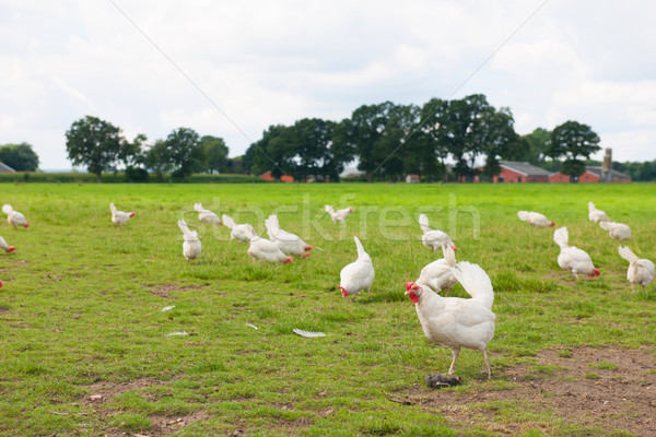 Biological chicken Stock photo © ivonnewierink