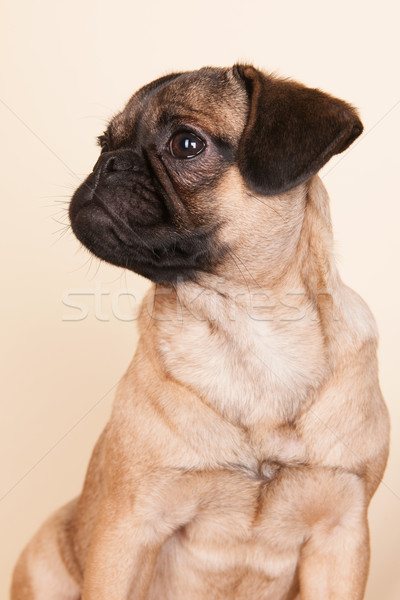 Stock foto: Welpen · Sahne · wenig · Porträt · Studio · jungen