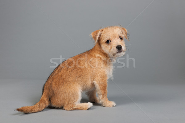 Cute pequeño cachorro gris perro animales Foto stock © ivonnewierink