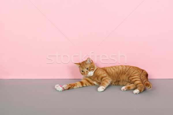 Playing red tabby cat Stock photo © ivonnewierink