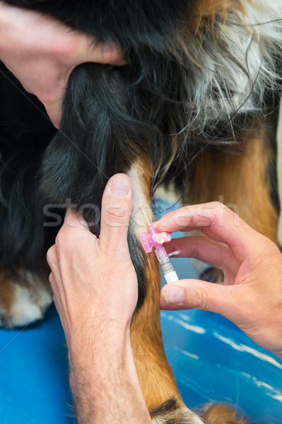 Imagine de stoc: Medicul · veterinar · mare · câine · infuzie · ac · mâini