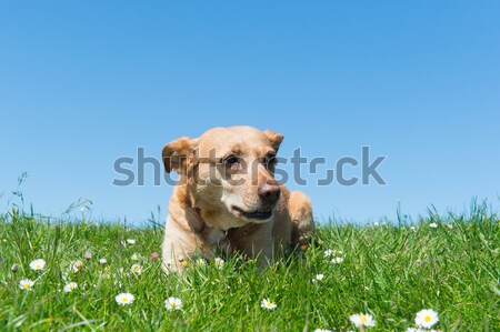Dog laying in grass Stock photo © ivonnewierink