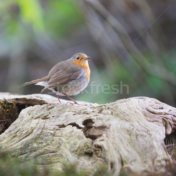 Stock photo: European Robin in tree