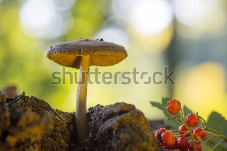 Foto stock: Terciopelo · forestales · alto · árboles