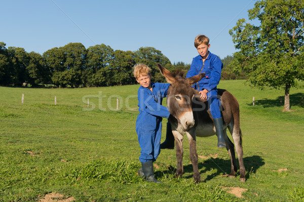 Farm Boys with their donkey Stock photo © ivonnewierink