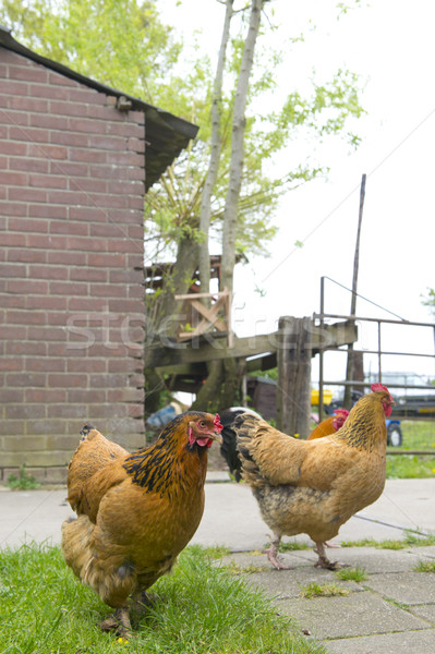 Chickens in grass Stock photo © ivonnewierink