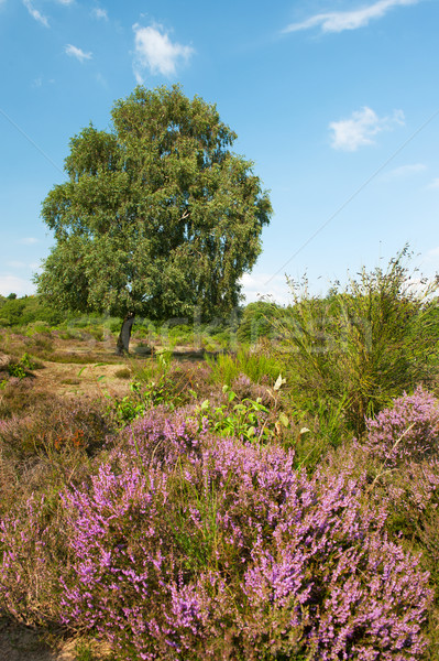 Stockfoto: Landschap · paars · boom · horizon · natuur