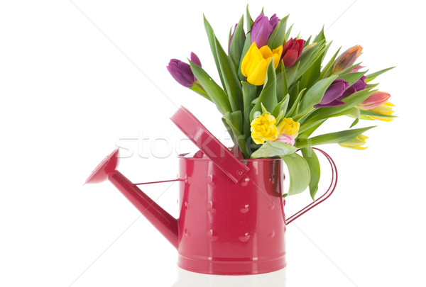 Watering can with bouquet tulips Stock photo © ivonnewierink