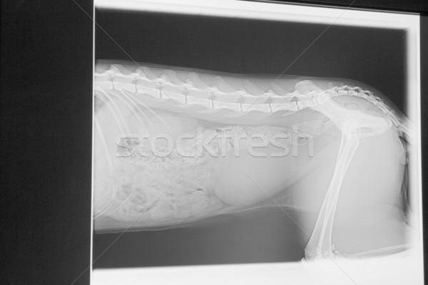 Dettaglio cane foto schermo medici film Foto d'archivio © ivonnewierink