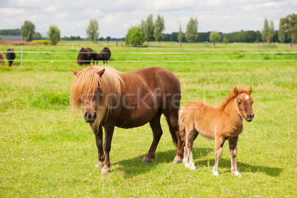 Pony agricoltura panorama erba campo Foto d'archivio © ivonnewierink