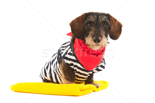 Draht Dackel Strand schwimmen Anzug Hund Stock foto © ivonnewierink