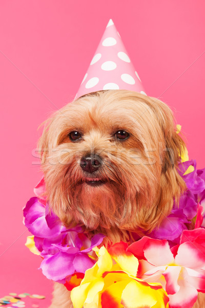 Urodziny psa łańcuchy hat różowy portret Zdjęcia stock © ivonnewierink