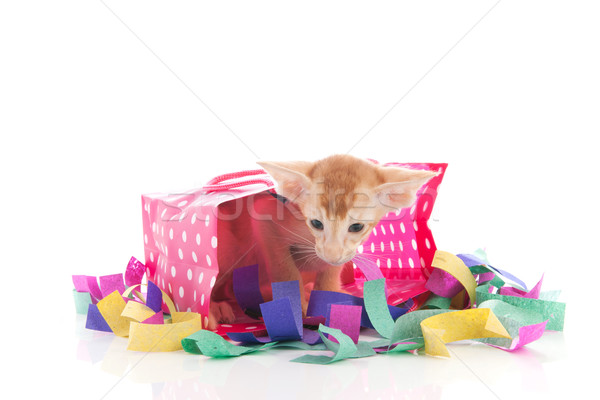 Verjaardag kat aanwezig confetti geïsoleerd witte Stockfoto © ivonnewierink