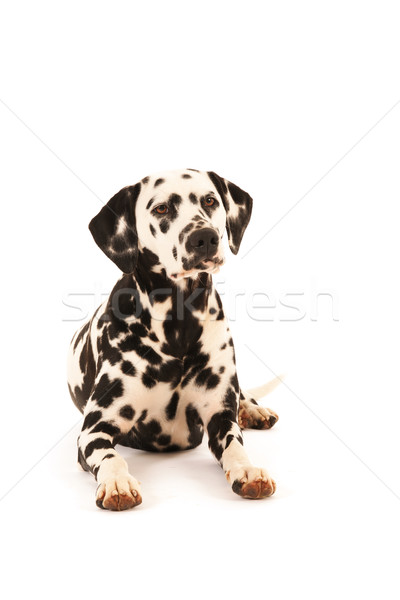 Stock photo: Dalmatian dog