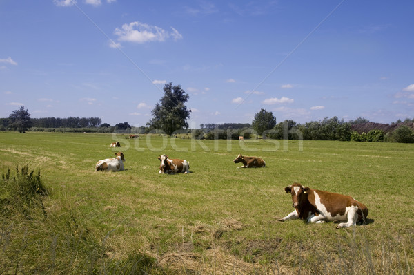 Dutch landscape  Stock photo © ivonnewierink