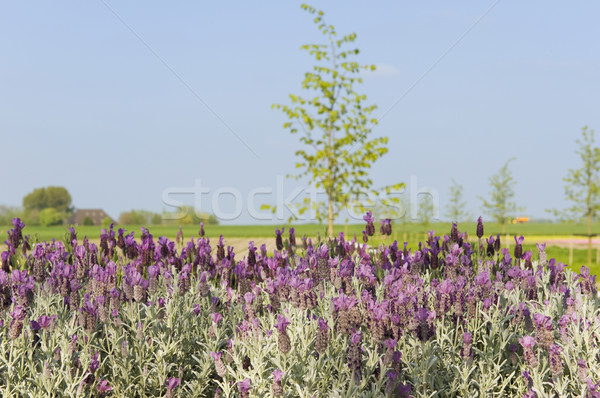 Landscape with Lavender Stock photo © ivonnewierink