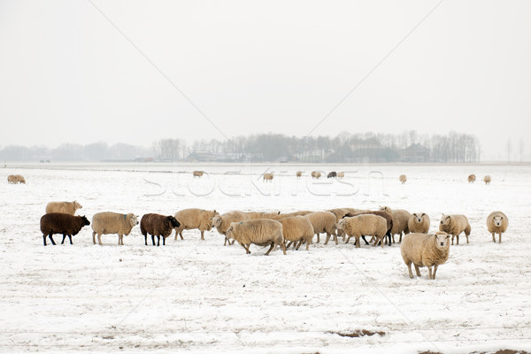 Flock of sheep in the snow Stock photo © ivonnewierink