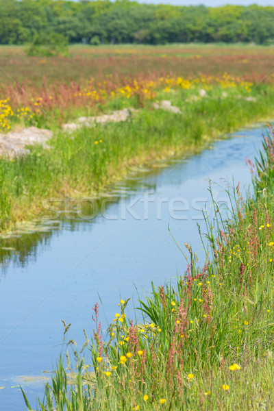 Wild buttercups near ditch Stock photo © ivonnewierink